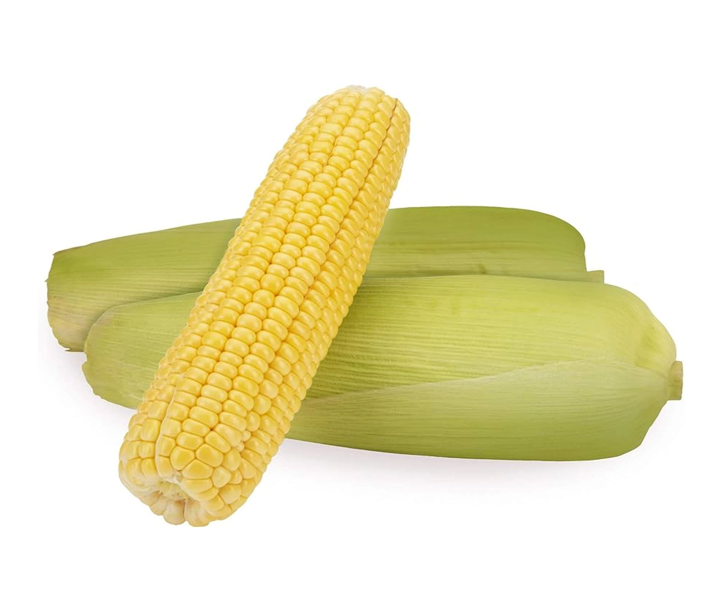 SWEET CORN